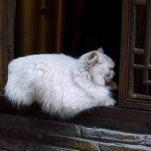 特级裸体毛毛片
